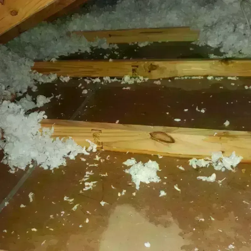 Attic Water Damage in Harlem Heights, FL